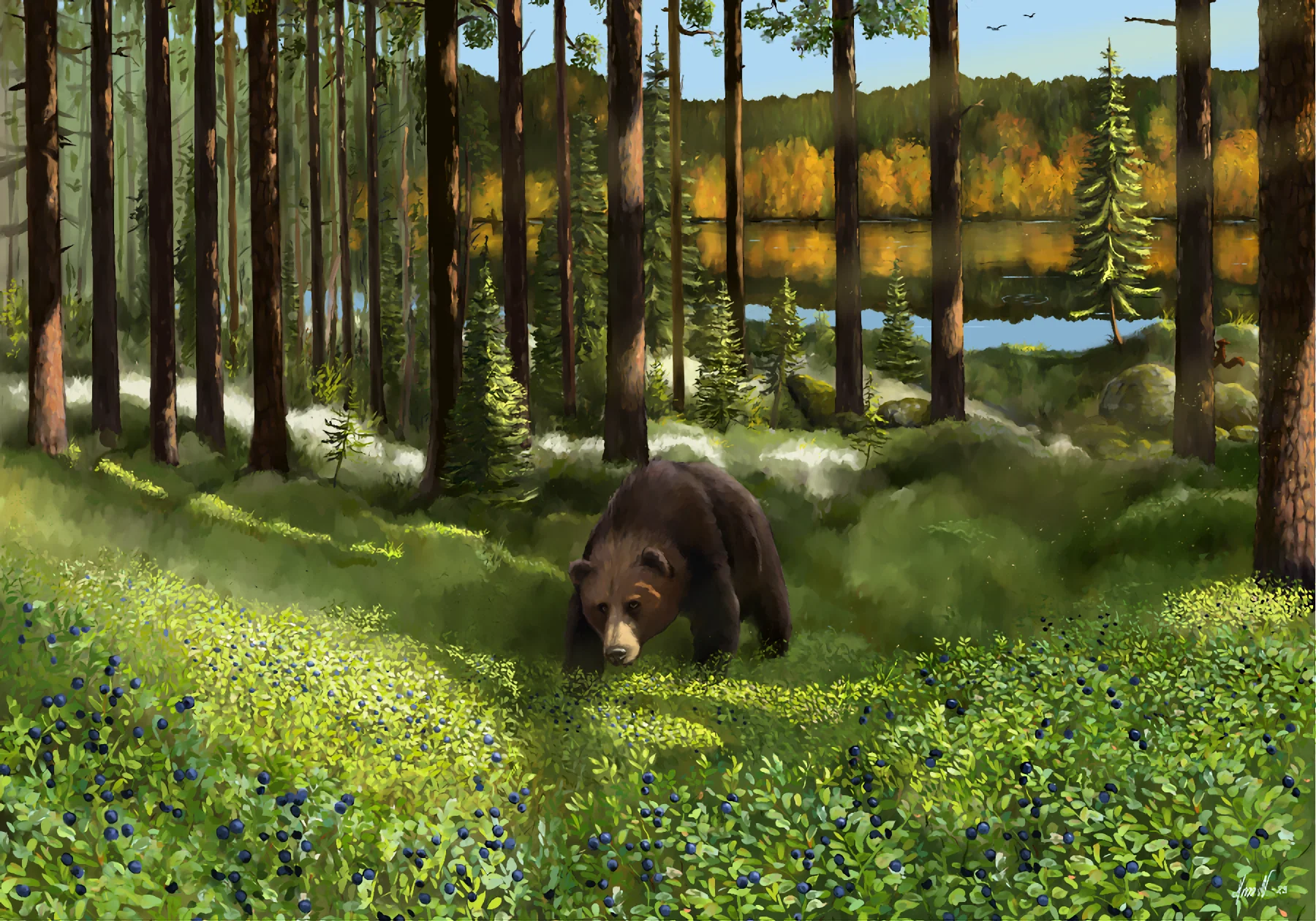 Illustration av Blåbärsskogen